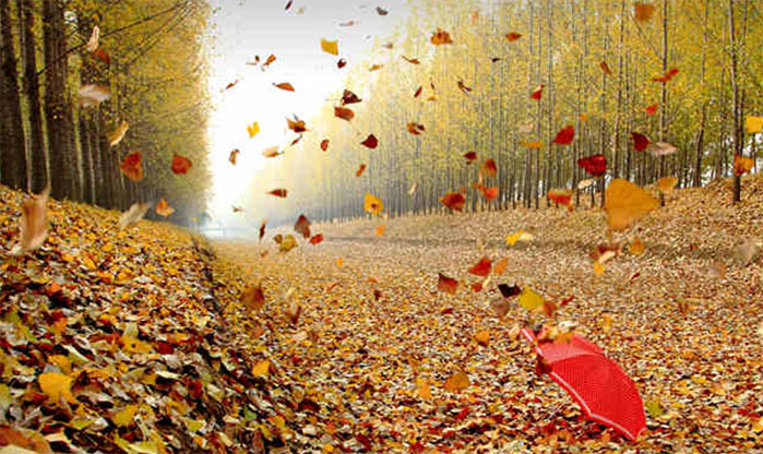 ���L.����.��ɫ