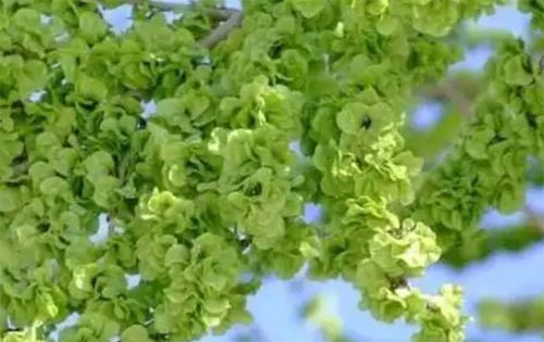 �h�ǵ����SͰ��