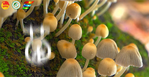 Ҋ�C�Ƽ��x�ܾ��I�lչ�����ഺ���������l�����d���������r�ִ�W ���ǻ۾��I�� ������`�