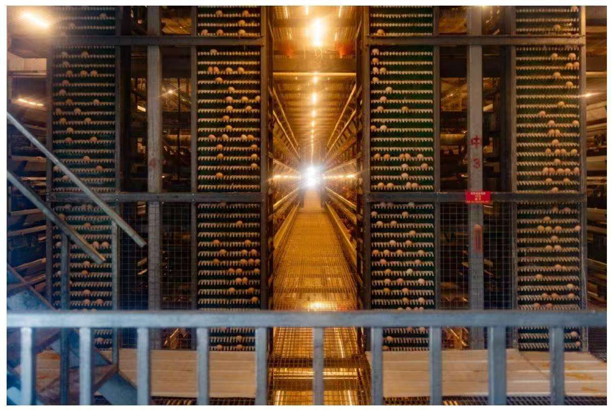 �L(zh��ng)ɽ���r(n��ng)�O ���p���桱���Ϻ����� �����{(l��n)�ǻ� ��(sh��)�`�F(tu��n) �{(di��o)�������l(xi��ng)�����d